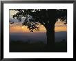 Sunset And Silhouetted Oak Tree Over The Shenandoah Valley, Dickeys Ridge Visitors Center by Raymond Gehman Limited Edition Print