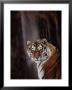 Siberian Tiger (Panthera Tigris Altaica) by Dr. Maurice G. Hornocker Limited Edition Print