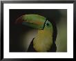 Portrait Of A Toucan, Costa Rica by Michael Melford Limited Edition Print