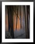 Smoke Drifts Among Charred Tree Trunks As Flames Glow Behind by Michael S. Quinton Limited Edition Print