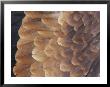 A Close View Of The Wing Feathers Of A Wedge-Tailed Eagle by Jason Edwards Limited Edition Print