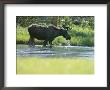 Moose Drinking From Stream by Norbert Rosing Limited Edition Print