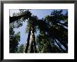 View Looking Up The Trunks Of Giant Sequoia Trees by Phil Schermeister Limited Edition Print