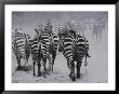 Zebras Kick Up A Dust Storm As They Head Out Of The Area by Bobby Model Limited Edition Print