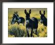 Wild Burros In Sagebrush by Joel Sartore Limited Edition Pricing Art Print