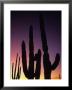 Saguaro Cactus Are Silhouetted By An Arizona Sunset by Bill Hatcher Limited Edition Print