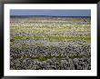 Stone Walls On Inis Mor (Inishmore), Aran Islands, Republic Of Ireland by Andrew Mcconnell Limited Edition Print