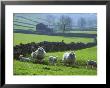 Sheep Ovis Aries by Mark Hamblin Limited Edition Print