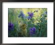 An Attwaters Greater Prairie Chick Surrounded By Wildflowers by Joel Sartore Limited Edition Print