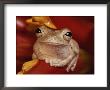 Tree Frog Shelters In A Bromeliad Flower, Costa Rica by George Grall Limited Edition Print