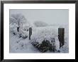 Snow, Rime Ice, And Fog Cover Cottonwood Trees And Sage by Gordon Wiltsie Limited Edition Print