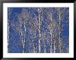 The White Bark Of Aspen Trees Contrasts With The Deep Blue Sky by Stacy Gold Limited Edition Print