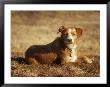 A Portrait Of A Pet Dog by Bill Curtsinger Limited Edition Print