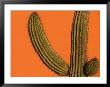 Colorful Cactus Details, Mexico by Walter Bibikow Limited Edition Print