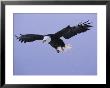 An American Bald Eagle In Flight by Klaus Nigge Limited Edition Print