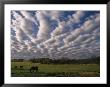 A Blanket Of Clouds Hovers Over Horses Grazing In A Pasture by Annie Griffiths Belt Limited Edition Print