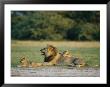 A Male Lion And His Cubs by Beverly Joubert Limited Edition Print