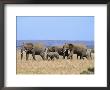 A Group Of African Elephants by Norbert Rosing Limited Edition Print