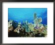 Underwater View Of A Reef In The British Virgin Islands by Raul Touzon Limited Edition Print
