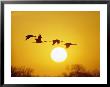 Silhouetted Sandhill Cranes Against A Setting Sun by Lowell Georgia Limited Edition Pricing Art Print