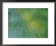 Spiderweb Covered In Dew by Darlyne A. Murawski Limited Edition Print