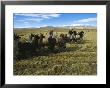 A Herder Walks Her Flock Of Llamas Towards Lake Titicaca by Kenneth Garrett Limited Edition Pricing Art Print