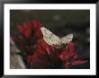 A Pieris Butterfly Perches On An Indian Paintbrush Flower by Paul Chesley Limited Edition Print