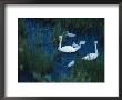 A Family Of Trumpeter Swans Swims Near Denali National Park by Melissa Farlow Limited Edition Pricing Art Print
