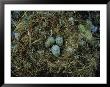 Glaucous-Winged Gull Nest With Three Eggs by Joel Sartore Limited Edition Print