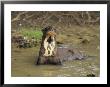 A Giant Otter In A Stream Bed In Venezuela by Ed George Limited Edition Print