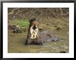 A Giant Otter In A Stream Bed In Venezuela by Ed George Limited Edition Pricing Art Print