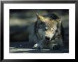 Gray Wolf Dozing by Joel Sartore Limited Edition Print