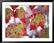 Red Maple Leaves by George F. Mobley Limited Edition Print