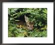 A Juvenile Roe Deer Looks Out From A Nest Of Green Plants by Mattias Klum Limited Edition Print