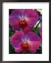 A Close View Of An Exquisite Phalaenopsis Orchid by Jonathan Blair Limited Edition Pricing Art Print
