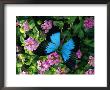 A Ulysses Butterfly, Native To Australia, Lands On Some Pink Flowers by Roy Toft Limited Edition Print