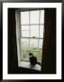 A Cat Sitting On A Windowsill by Bill Curtsinger Limited Edition Print