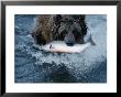 A Grizzly Bear Carries Its Freshly Caught Salmon To Shore by Joel Sartore Limited Edition Pricing Art Print