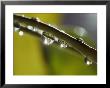 A Close-Up Of Water Droplets On A Blade Of Grass by Todd Gipstein Limited Edition Print