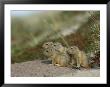 A Group Of Juvenile Arctic Ground Squirrels by Norbert Rosing Limited Edition Pricing Art Print
