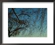 Branches Of A Weeping Willow Tree Against A Blue Sky by Todd Gipstein Limited Edition Print