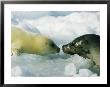 A Newborn Gray Seal Pup Bonds With Its Mother by Norbert Rosing Limited Edition Print