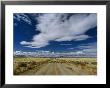 Sheep Crossing A Dirt Road In Western Utah by Phil Schermeister Limited Edition Print