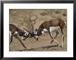 Sparring Blackbucks by Bates Littlehales Limited Edition Print