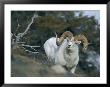 Dalls Sheep by Michael S. Quinton Limited Edition Print