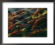 Sockeye Salmon Swim Upstream To Spawn by Robert Sisson Limited Edition Pricing Art Print
