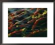 Sockeye Salmon Swim Upstream To Spawn by Robert Sisson Limited Edition Print