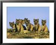 A Row Of Curious Young Arctic Foxes Eye The Photographer by Norbert Rosing Limited Edition Print
