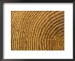 A Close View Of Tree Rings by Taylor S. Kennedy Limited Edition Print