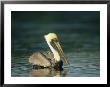 Brown Pelican On Floridas Gulf Coast by Klaus Nigge Limited Edition Print